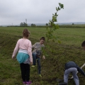 Sadzenie drzew w Parku Kulturowym Warmińskiej Drogi Krajobrazowej Gietrzwałd - Woryty